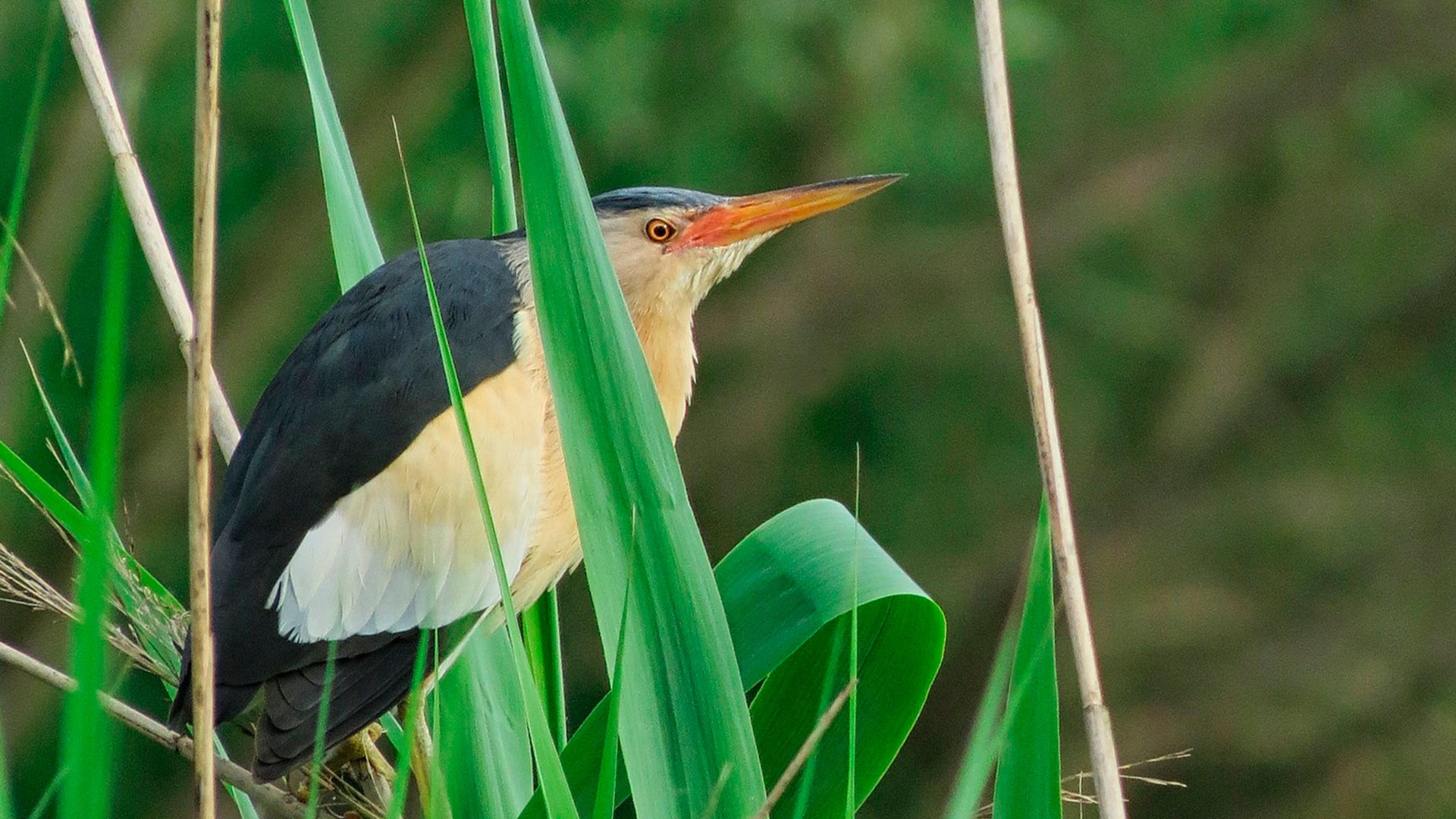Un ave escondida entre la maleza, hábilmente descubierta durante una sesión de Avistamiento de pájaros