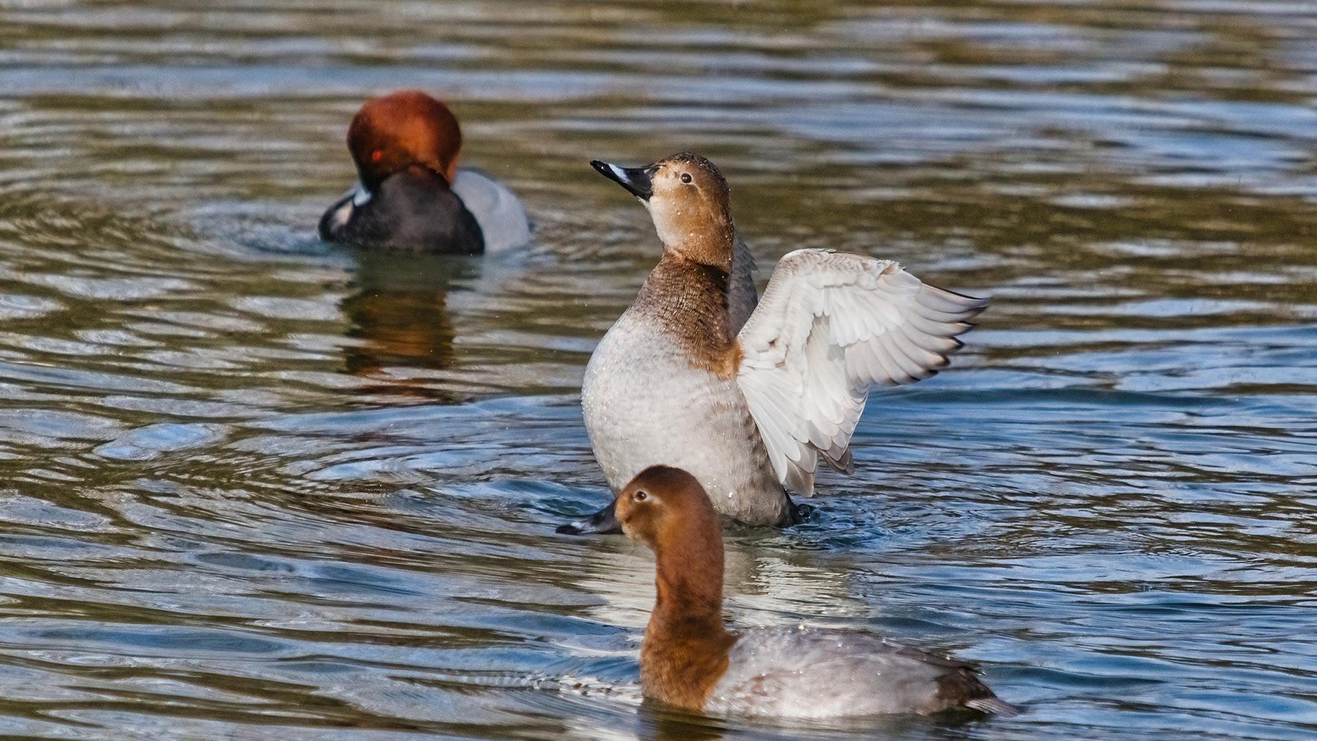 un grupo de tres patos descubiertos durante una sesión de Avistamiento de pájaros